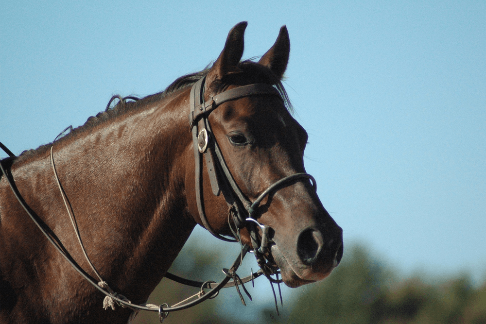 A close-up of a brown horse's head wearing a bridle against a clear blue sky.