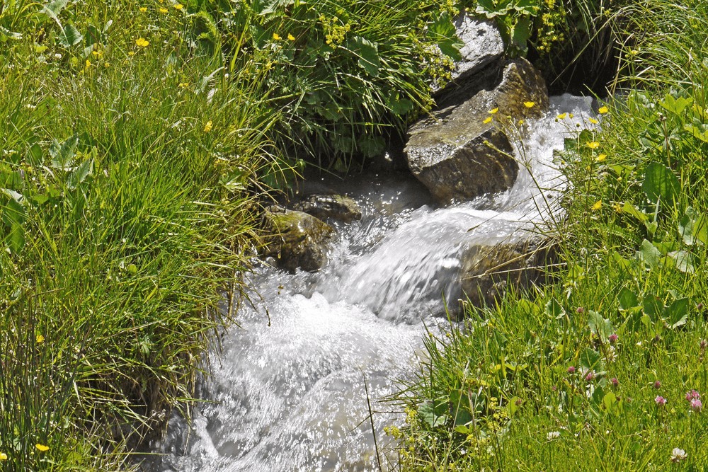 A small stream flows over rocks, surrounded by lush green grass and wildflowers.